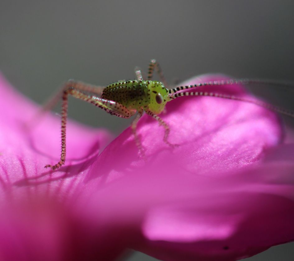 Hoe heet deze krekel?